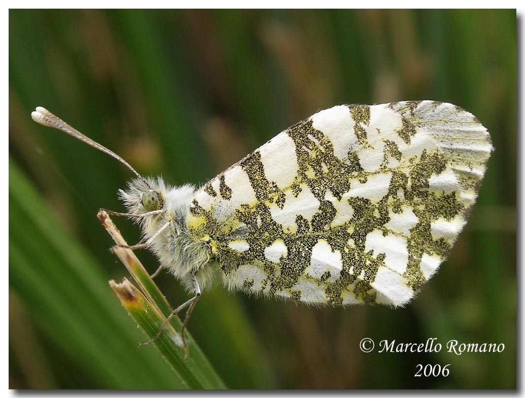 Euchloe ausonia, rovescio delle ali (Lepidoptera, Pieridae)